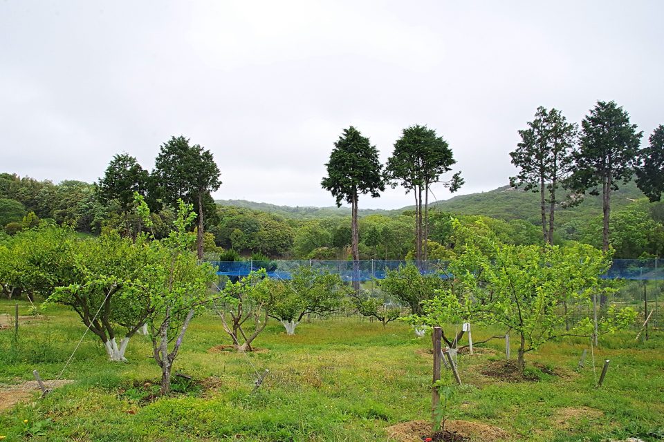 オリーブ園風景