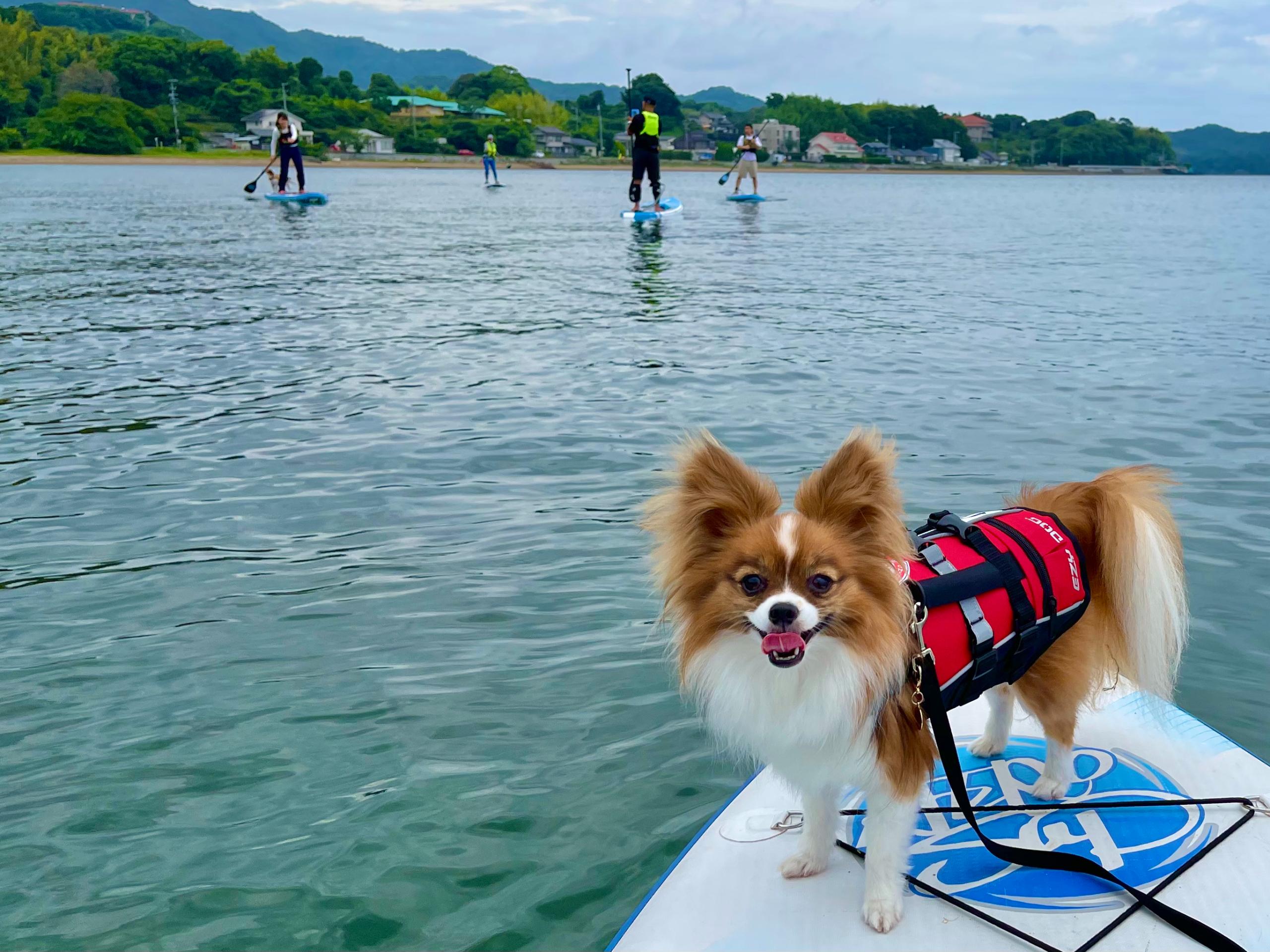浜名湖で犬連れ観光＆マリンスポーツ！犬と遊べる浜名湖スポットを紹介　