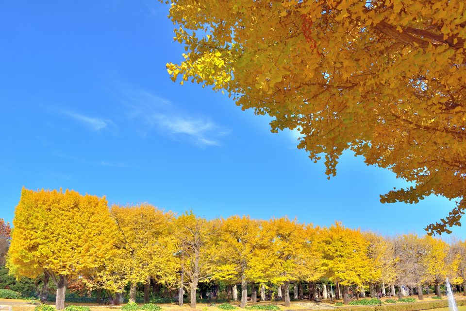 東京の紅葉見ごろ 国営昭和記念公園