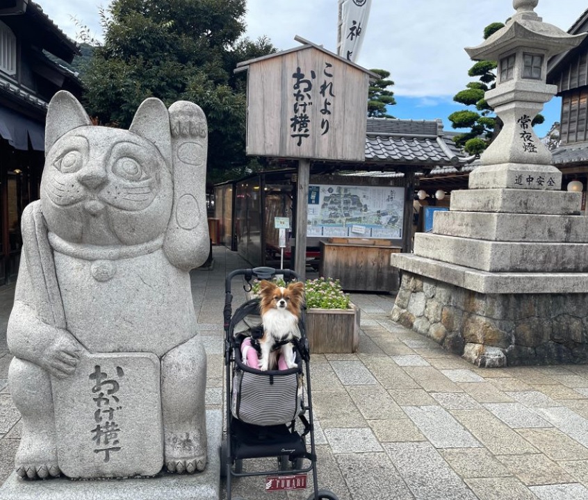三重県・犬と一緒に行ける観光スポット巡り！ヴィソンや志摩地中海村を堪能