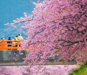 河津さくら祭り23開花はいつ 屋台やライトアップ見どころを徹底紹介 たびハピ