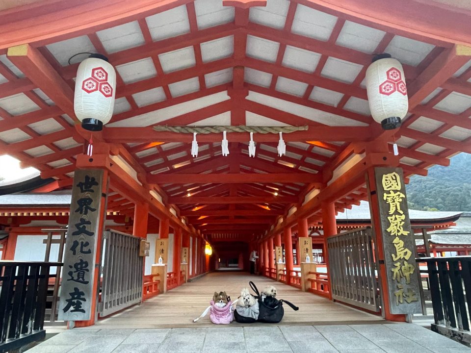 宮島観光モデルコース・グルメも世界遺産厳島神社も愛犬同伴できる！