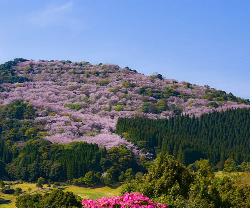 九州桜の名所2023年開花と満開予測