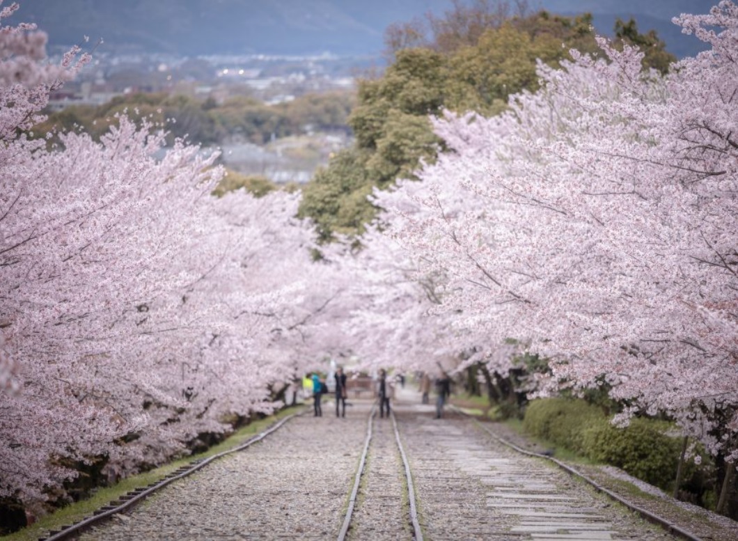 桜の名所の見ごろ2023年はいつ？全国の開花&満開情報