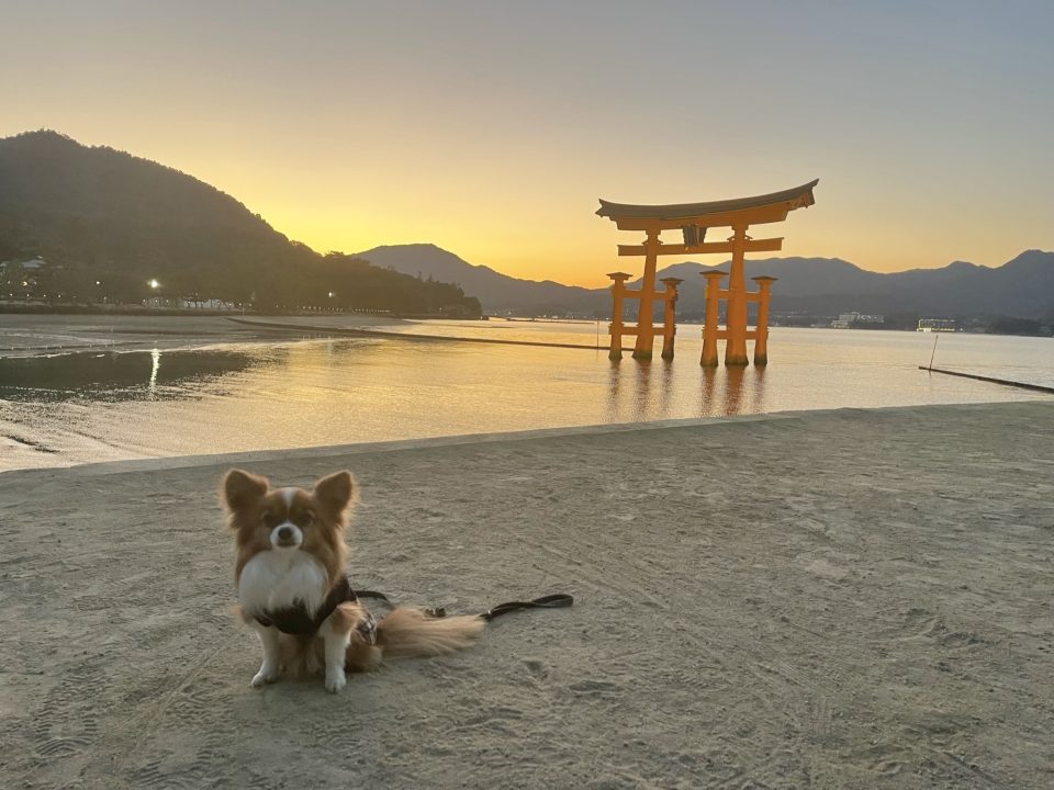 宮島観光モデルコース・グルメも世界遺産厳島神社も愛犬同伴できる！