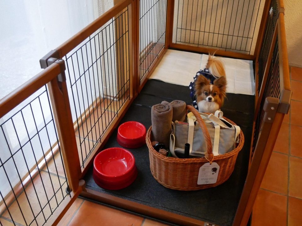 フジプレミアムリゾートフォレストヴィレッジ宿泊記・富士山に一番近いリゾートで愛犬とステイ