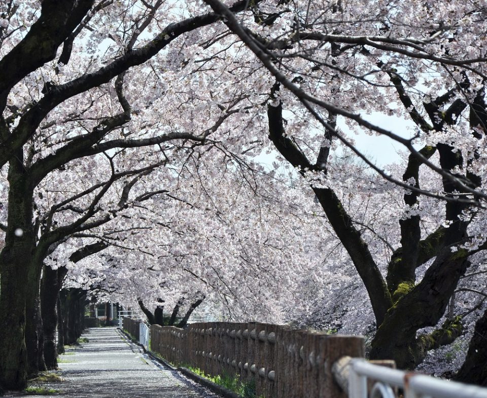栃木県桜名所2024年の見ごろはいつ？桜まつりライトアップ一覧