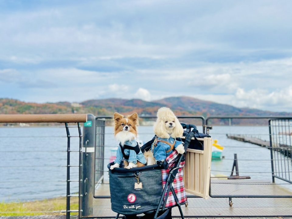河口湖＆山中湖観光モデルコース！紅葉シーズン編・愛犬と一緒に旅してみた