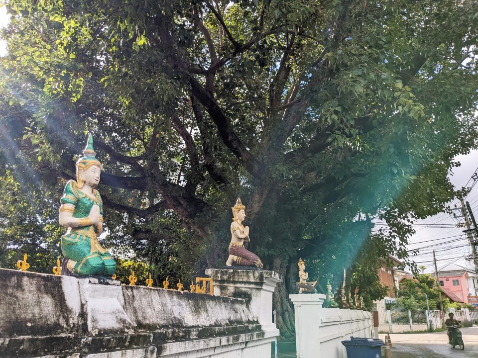 チェンマイのお寺で伝統の「トークセンマッサージ」を飛び込みで受けてみた！