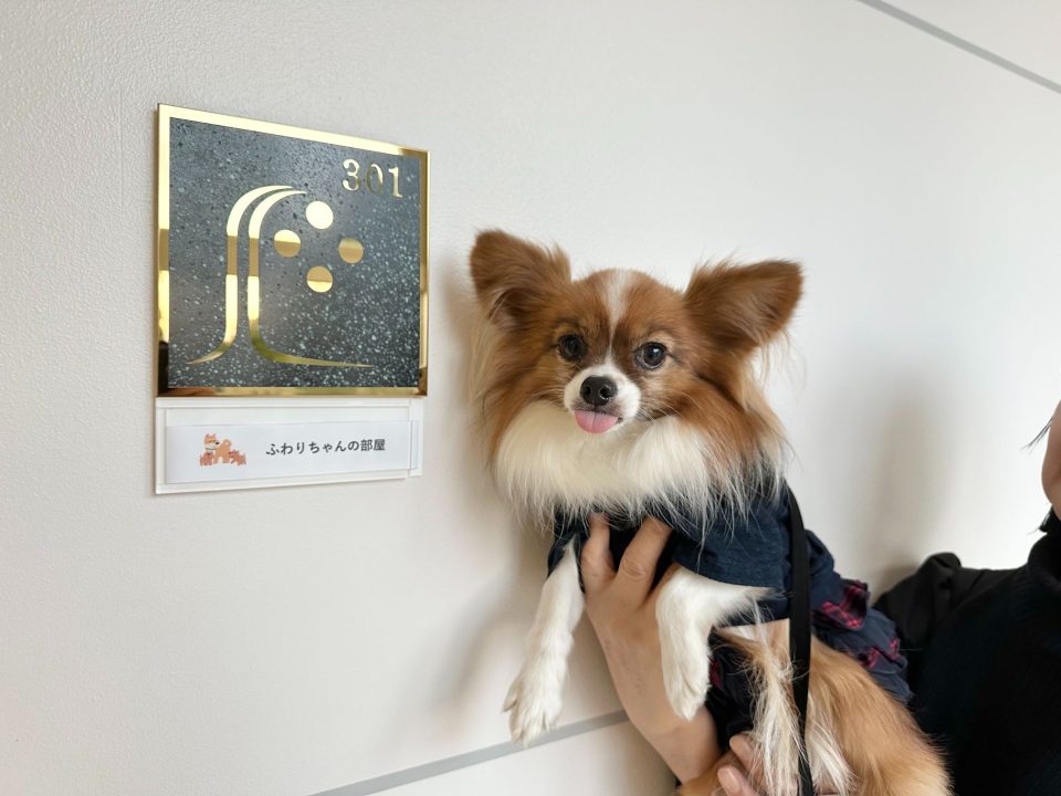 ホテル神戸六甲迎賓館宿泊記・神戸の夜景を望むホテルは犬同伴宿泊可能