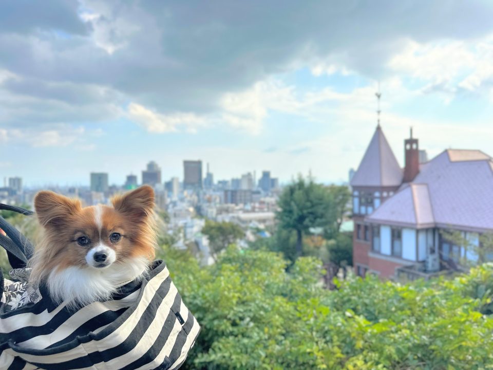 神戸観光おすすめモデルコース・人気スポットから郊外まで犬と一緒に観光してきた！