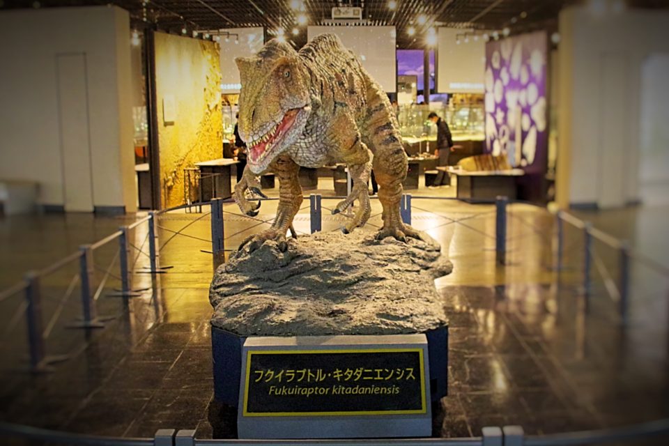 恐竜博物館　フクイラプトル