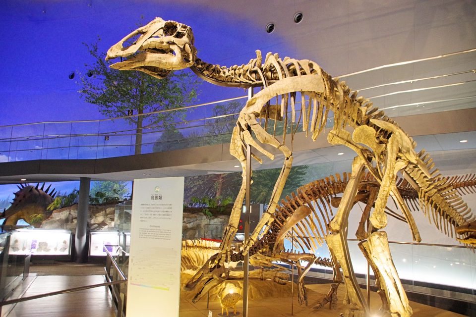 本館1階「恐竜の世界ゾーン」　骨格標本