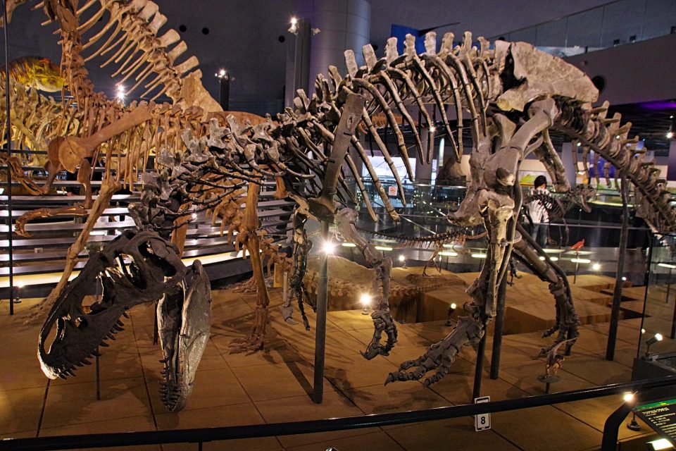 本館1階「恐竜の世界ゾーン」　骨格標本