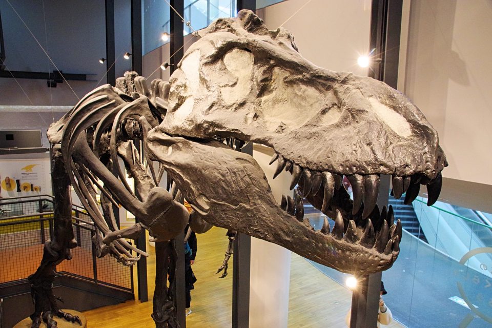 ダイノラボ　ティラノサウルスの全身骨格