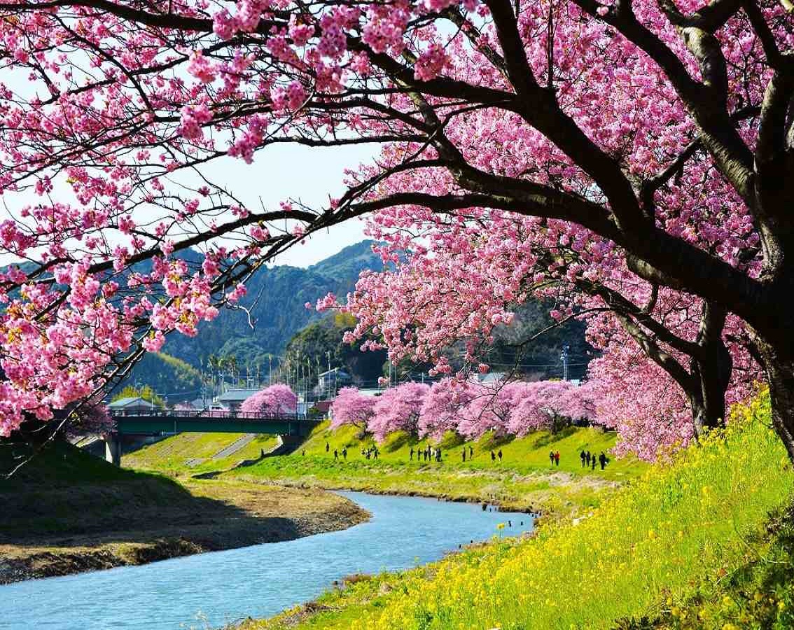 みなみの桜と菜の花まつり2024屋台・ライトアップ情報10サムネ