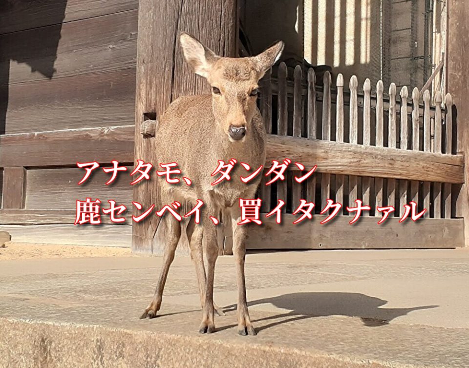 奈良・鹿のいる場所はどこ？鹿と会えるスポット10選