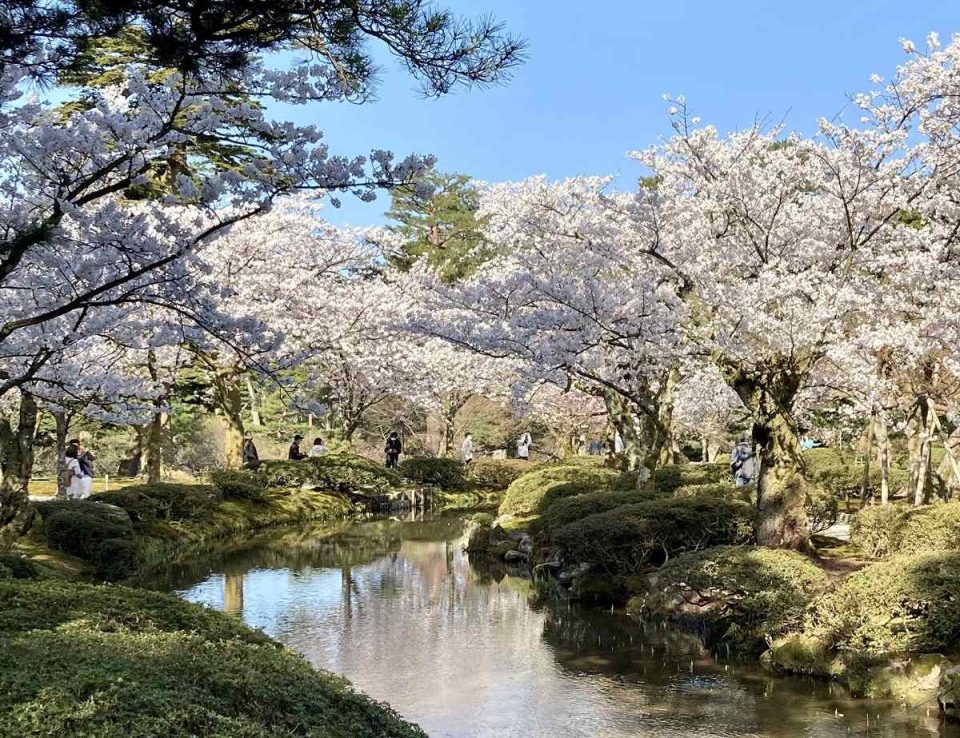 北陸人気桜名所でお花見！2024年見ごろはいつ？桜まつりと夜桜ライトアップ情報一覧