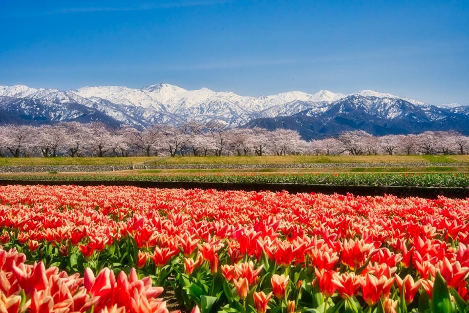 北陸人気桜名所でお花見！2024年見ごろはいつ？桜まつりと夜桜ライトアップ情報一覧