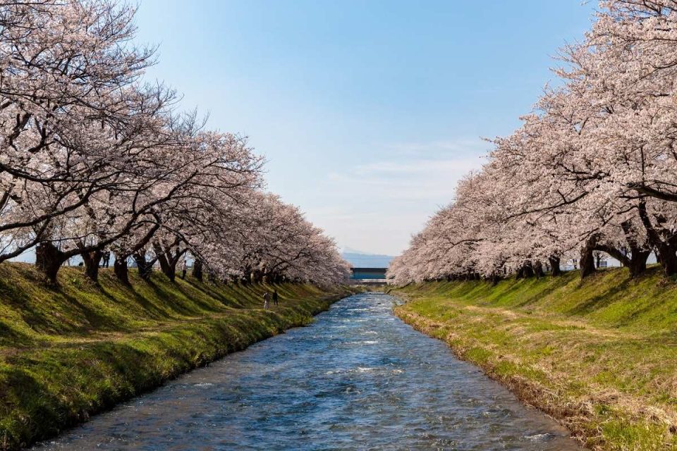 北陸人気桜名所でお花見！2024年見ごろはいつ？桜まつりと夜桜ライトアップ情報一覧