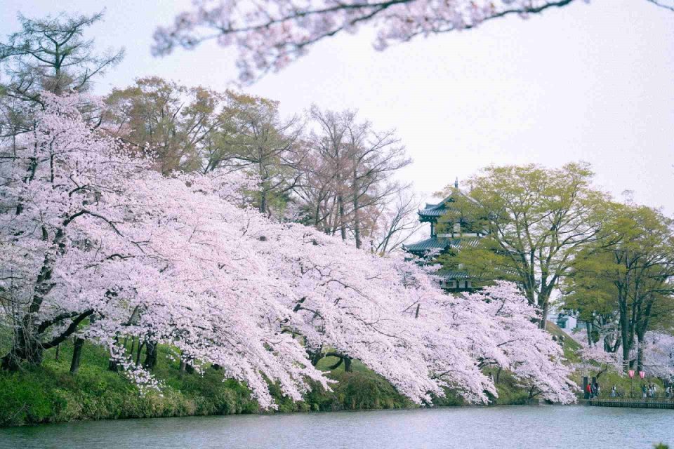 北陸の桜名所2024年の見ごろはいつ？日本三大夜桜高田城址公園