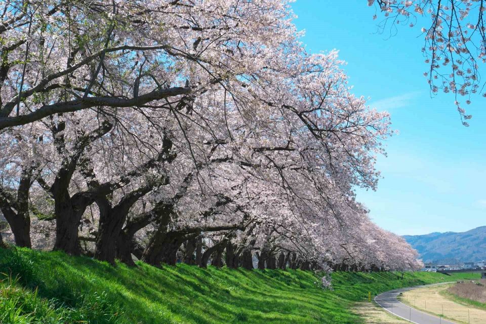 北陸人気桜名所でお花見！2024年見ごろはいつ？桜まつりと夜桜ライトアップ情報一覧