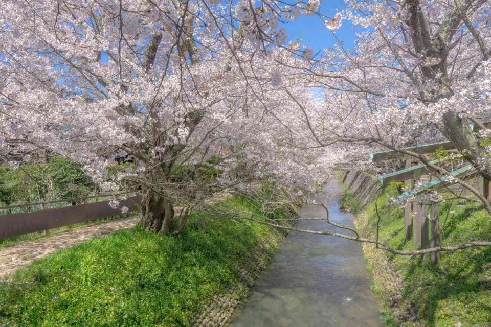 石川県桜の名所でお花見！2024年見ごろはいつ？桜まつりと夜桜ライトアップ情報一覧