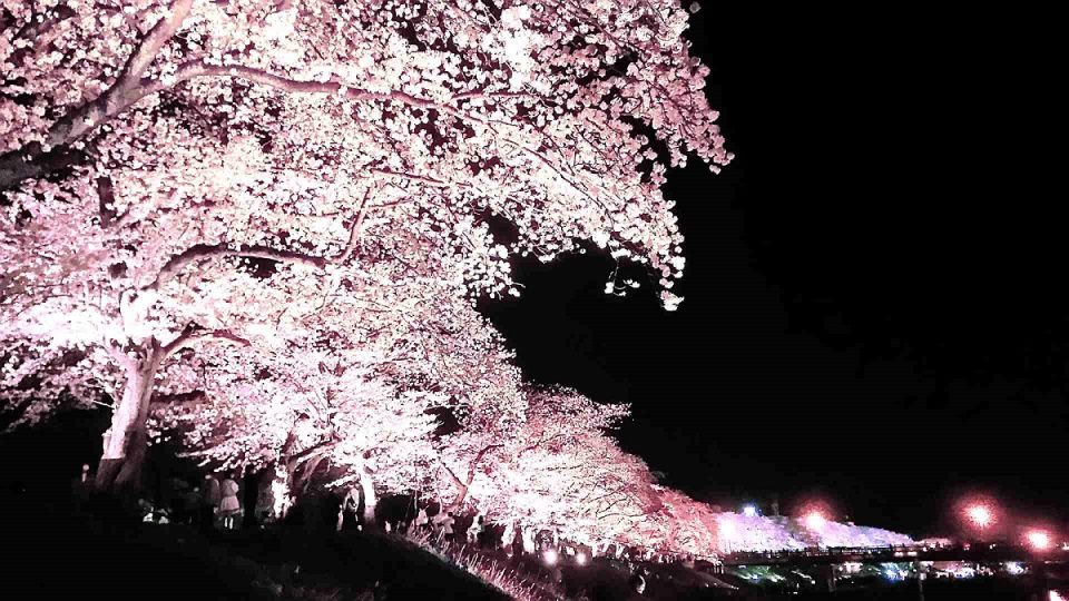 北陸人気桜名所でお花見！2024年見ごろはいつ？桜まつりと夜桜ライトアップ情報一覧