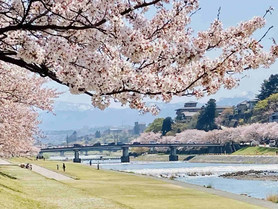 石川県桜の名所でお花見！2024年見ごろはいつ？桜まつりと夜桜ライトアップ情報一覧