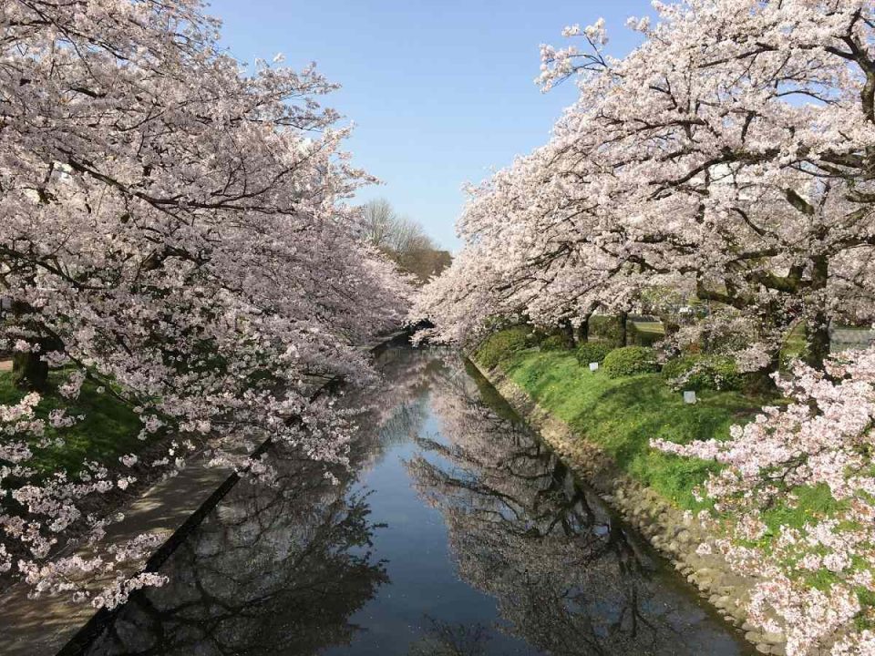 北陸人気桜名所でお花見！2024年見ごろはいつ？桜まつりと夜桜ライトアップ情報一覧