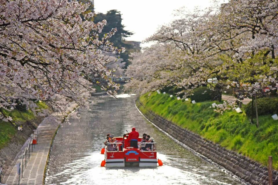 北陸人気桜名所でお花見！2024年見ごろはいつ？桜まつりと夜桜ライトアップ情報一覧