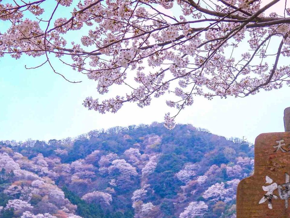 北陸人気桜名所でお花見！2024年見ごろはいつ？桜まつりと夜桜ライトアップ情報一覧