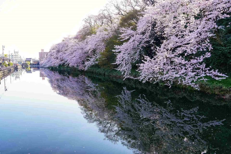 北陸人気桜名所でお花見！2024年見ごろはいつ？桜まつりと夜桜ライトアップ情報一覧