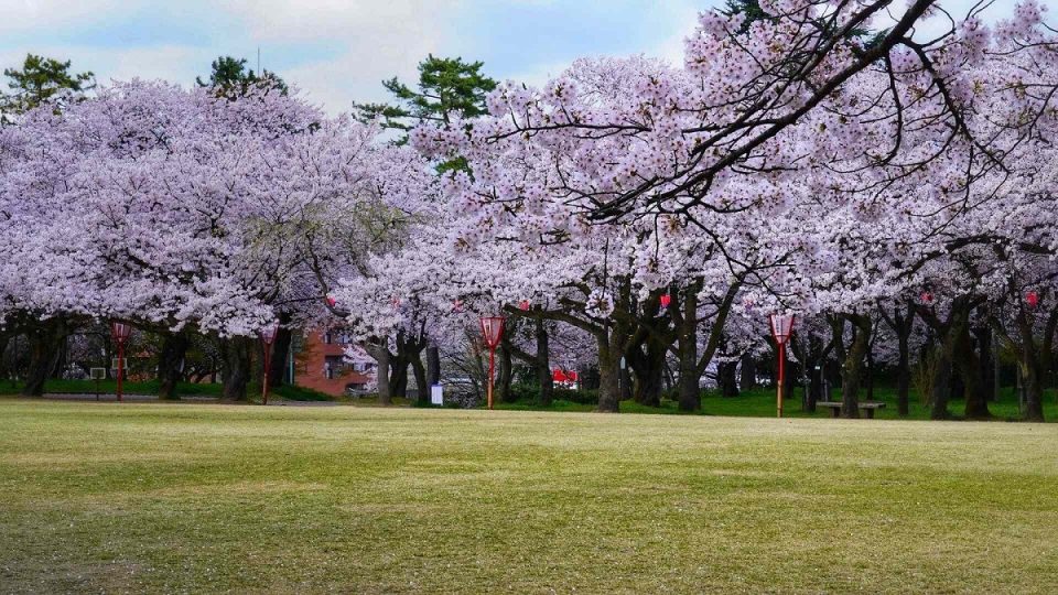 北陸人気桜名所でお花見！2024年見ごろはいつ？桜まつりと夜桜ライトアップ情報一覧